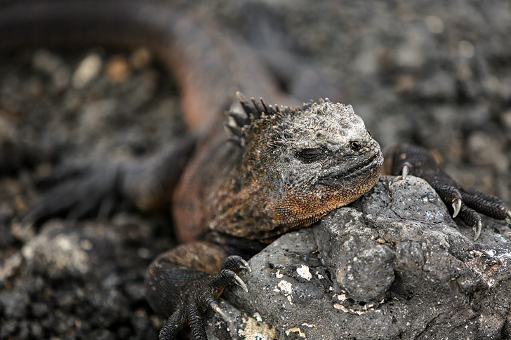 Galapagos Iguana Colony | Bay Tour of Isabela Island