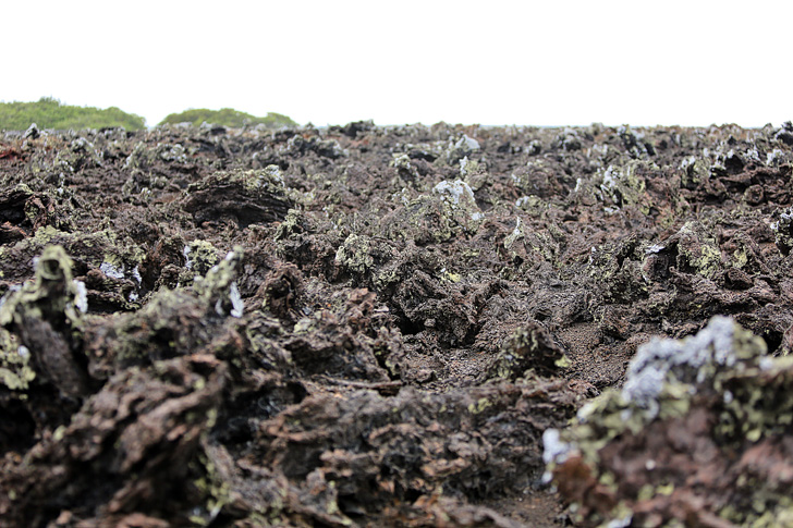 Las Tintoreras Lava Formations and White Moss.