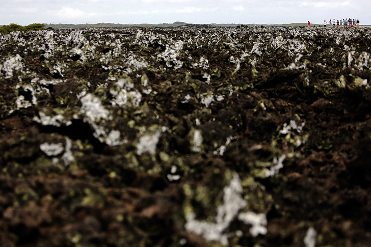 Las Tintoreras Lava Formations and White Moss.