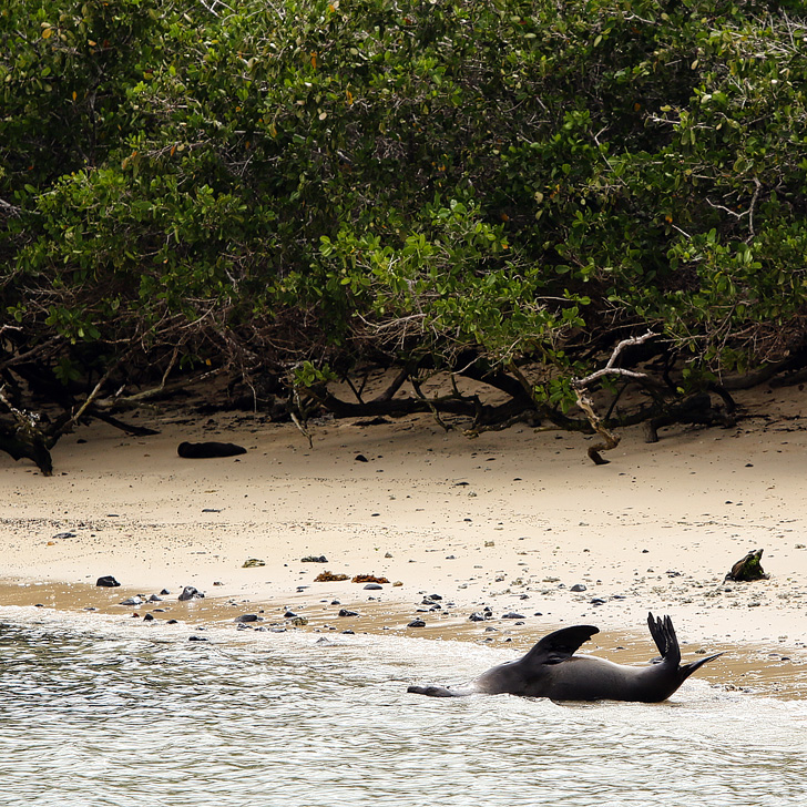 Galapagos Sea Lion breeding beach | Galapagos Island Animals.