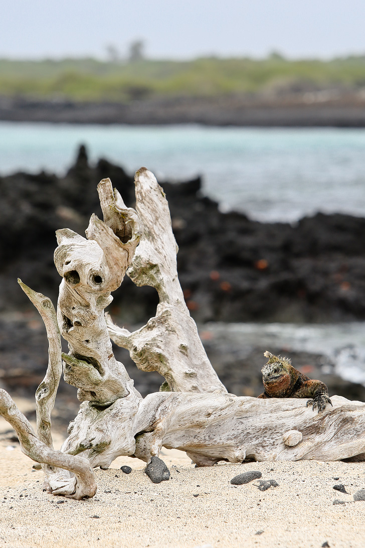 Galapagos Iguana Colony | Galapagos Island Animals | Bay Tour of Isabela Island.