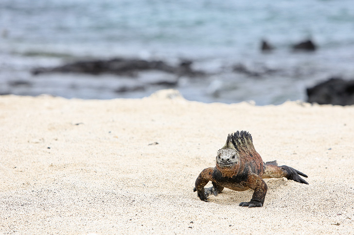 Galapagos Iguanas | Galapagos Island Animals | Bay Tour of Isabela Island.