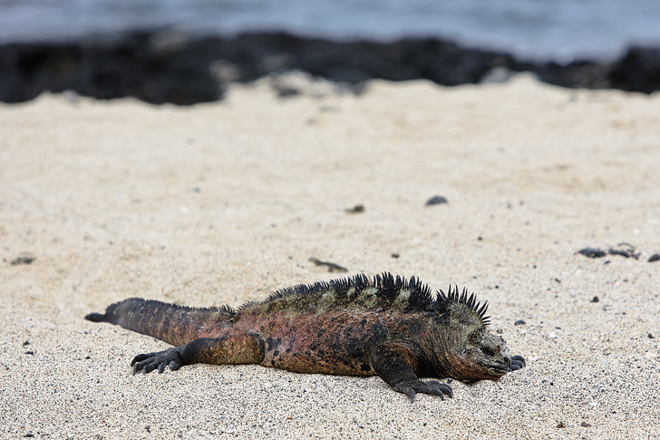 Galapagos Marine Iguanas | Galapagos Island Animals | Bay Tour of Isabela Island.