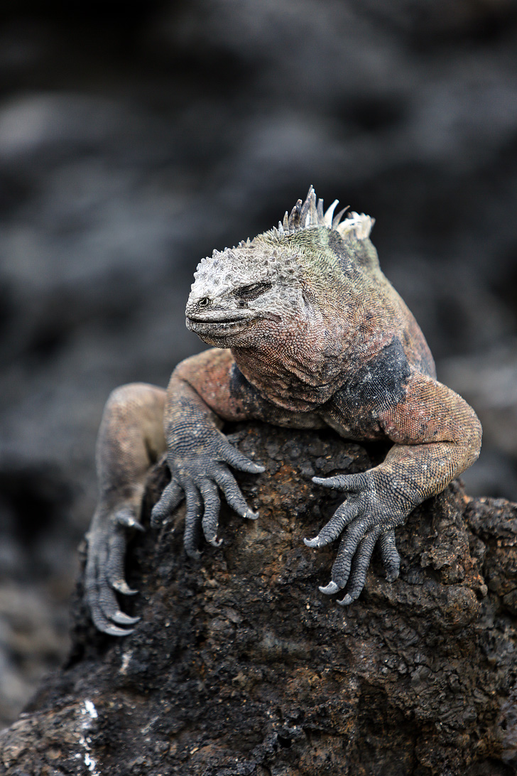 Galapagos Marine Iguanas | Bay Tour of Isabela Island.