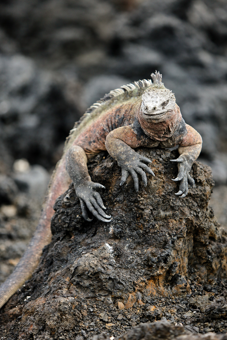 Galapagos Iguana Colony | Bay Tour of Isabela Island.