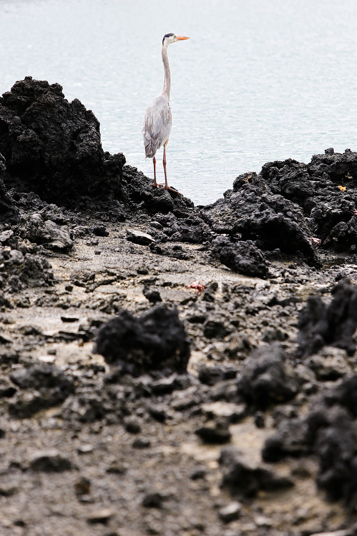 Great Blue Heron | Bay Tour of Isabela Island.