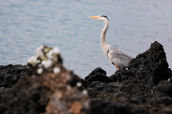 Great Blue Heron | Las Tintoreras | Bay Tour of Isabela Island.