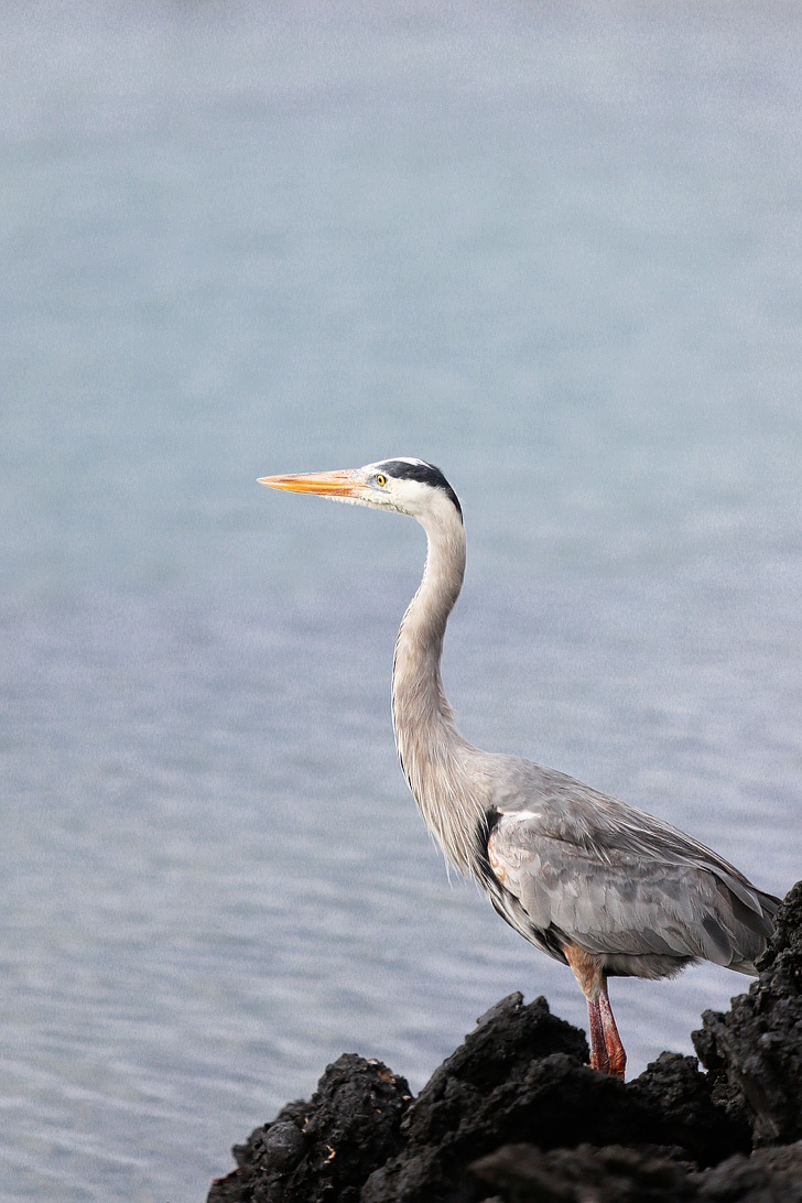Great Blue Heron | Las Tintoreras | Bay Tour of Isabela Island.