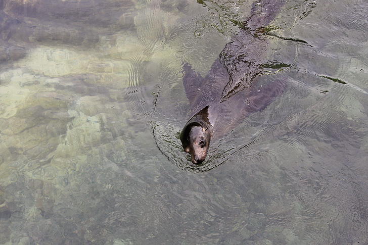 Galapagos sea lion swimming in Canales de Las Tintoreras | Isabela Island.