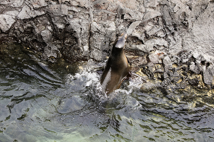 Galapagos sea lion swimming in Canales de tintoreras | Las Tintoreras | Isabela Island.