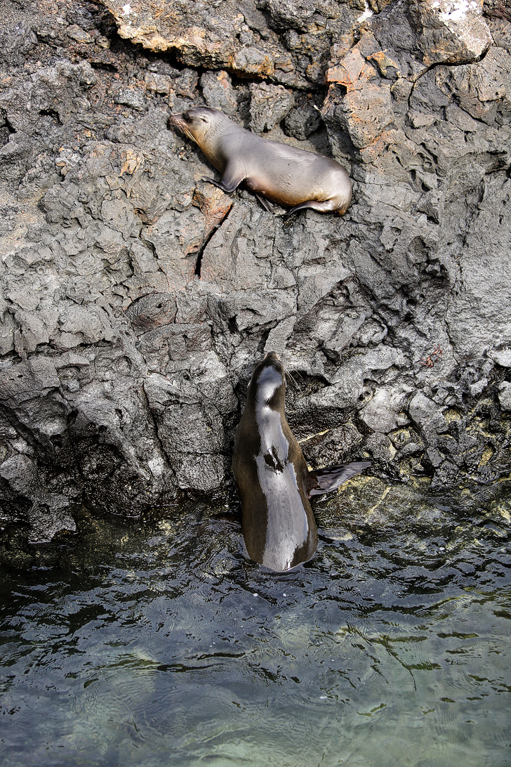 Galapagos sea lions swimming in Canales de tintoreras | Las Tintoreras | Isabela Island.