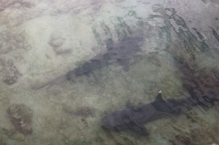 White tip shark | Canales de Las Tintoreras | Isabela Island.