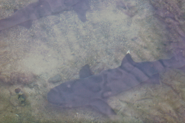 White tip shark | Canales de Las Tintoreras | Isabela Island.