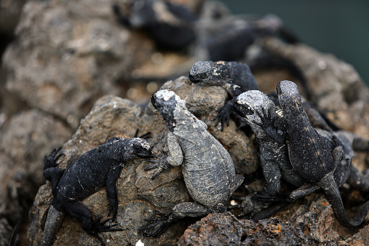 Galapagos Marine Iguana | Isabela Island.