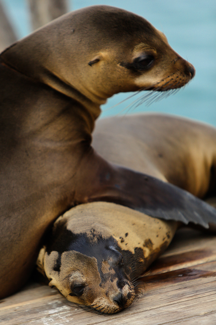 Galapagos Sea Lions at Las Tintoreras | Isabela Island.