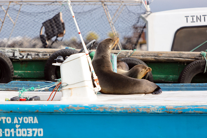 Galapagos Sea Lions at Las Tintoreras | Isabela Island.