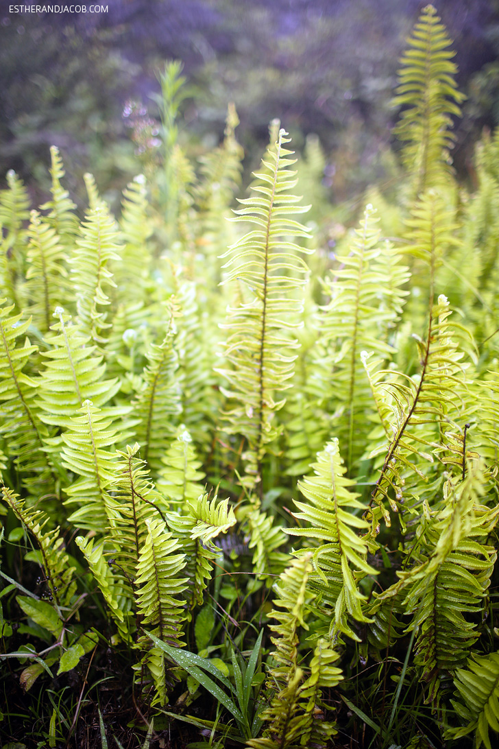 Ferns on the Sierra Negra Volcano Hike on Isabela Island Galapagos.