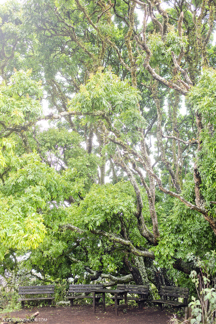 Picnic Area on the Sierra Negra Volcano Hike on Isabela Island Galapagos.