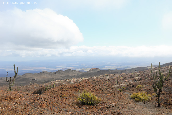 Jasminocereus thouarsii (Candelabra Cactus) | Volcán Chico, Sierra Sierra Negra Volcano Hike on Isabela Island.