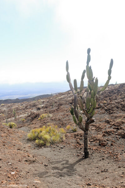 Jasminocereus thouarsii (Candelabra Cactus) | Volcán Chico, Sierra Sierra Negra Volcano Hike on Isabela Island.