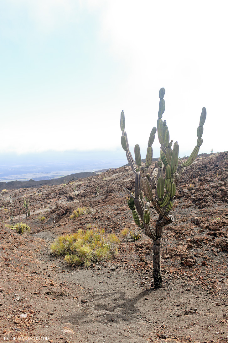 You are currently viewing Sierra Negra Volcano Hike Galapagos (Isabela Island)