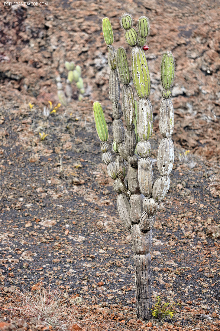 Jasminocereus thouarsii (Candelabra Cactus) | Volcán Chico, Sierra Sierra Negra Volcano Hike on Isabela Island.