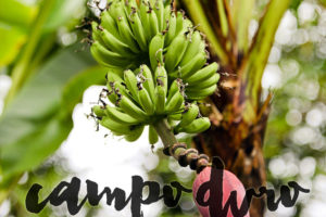 The Abandoned Mushroom House & Blacks Beach San Diego