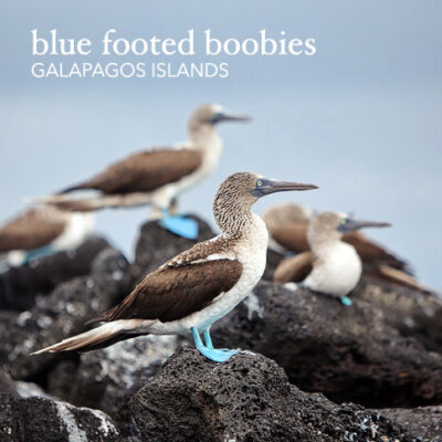 Blue Footed Booby Colony in The Wetlands Isabela Island.