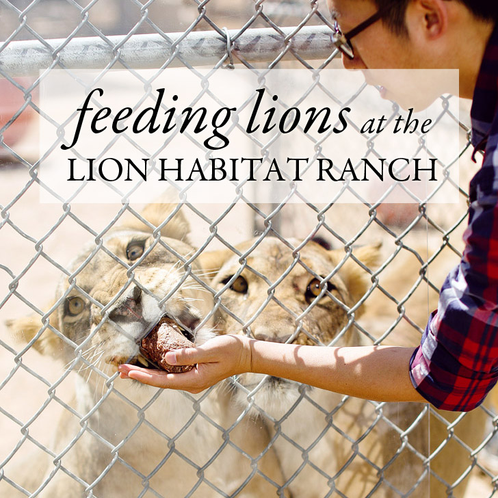 Lion Habitat Ranch Las Vegas