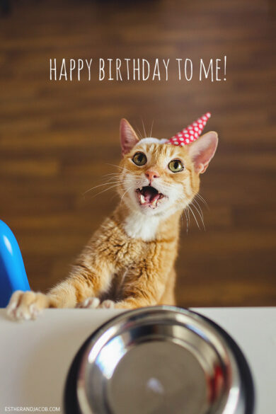 Happy Birthday to Us - A Cat Birthday Celebration!
