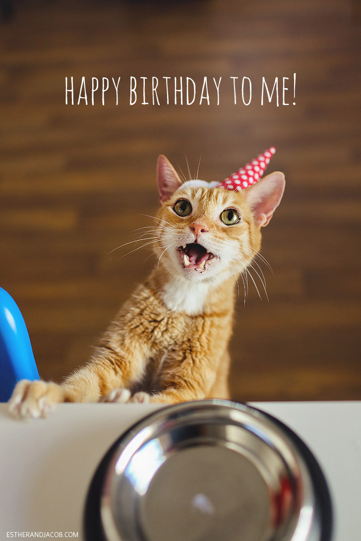 Happy Birthday to Us - A Cat Birthday Celebration!