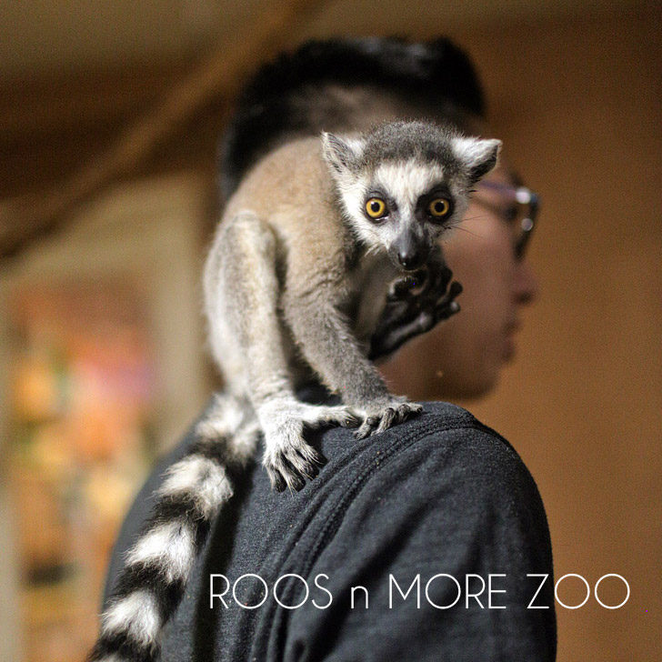 Ring Tailed Lemurs of Madagascar at Roos n More Zoo in Las Vegas NV.