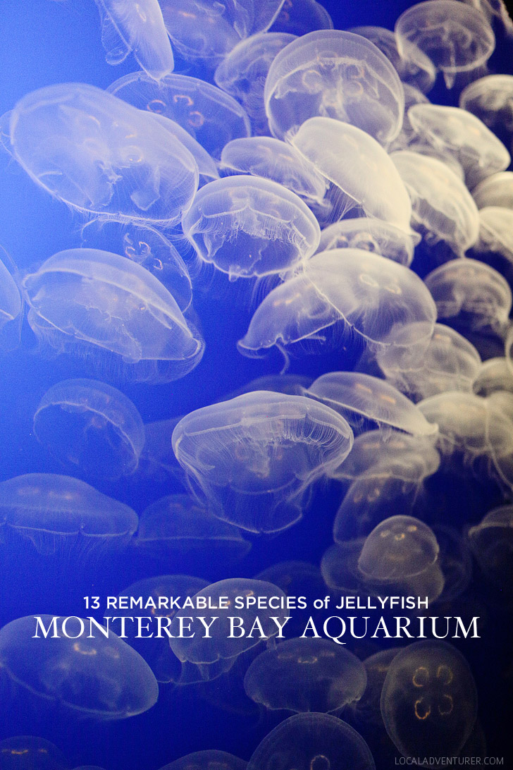 13 Remarkable Species of Jellyfish at the Monterey Aquarium Ca.