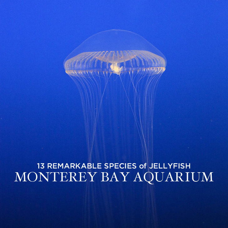 13 Remarkable Species Of Jellyfish At The Monterey Aquarium