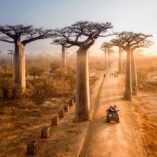 11 Most Beautiful Trees in the World to Put On Your Bucket List