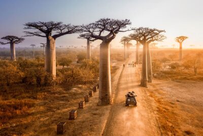 avenue of baobabs madagascar