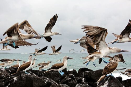 Where to Find the Galapagos Blue Footed Booby