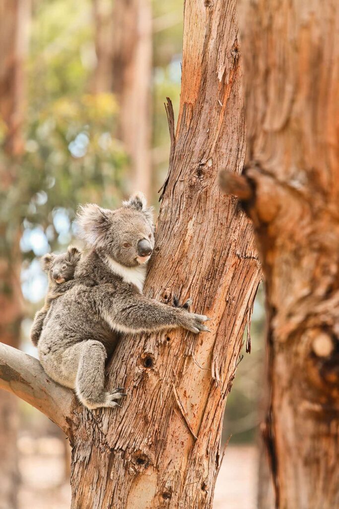 kangaroo island koalas hanson bay wildlife sanctuary