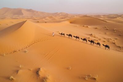 sahara desert camels