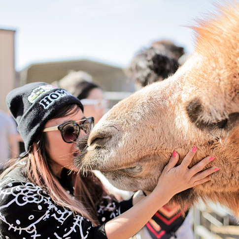 Camel Kiss at Roos n More Zoo.