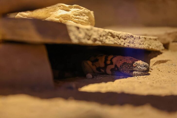 gila monster las vegas