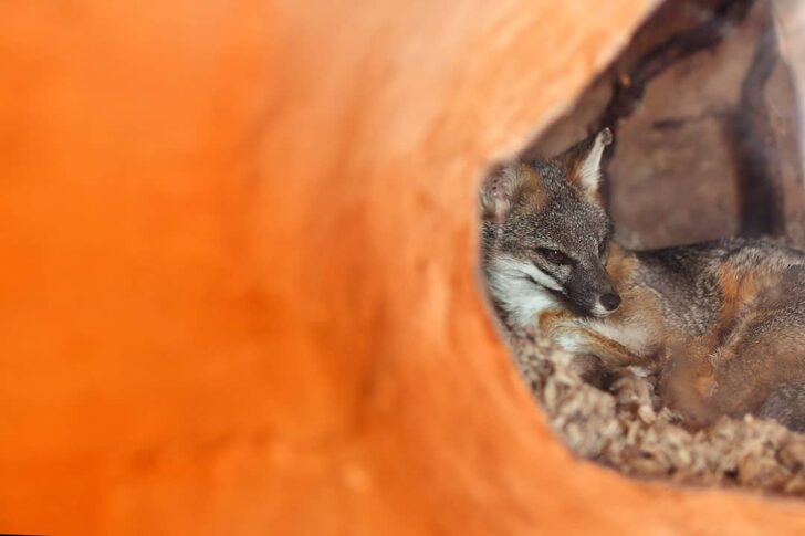 gray fox habitat