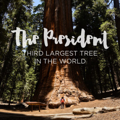 The President Tree - Sequoia National Park California.