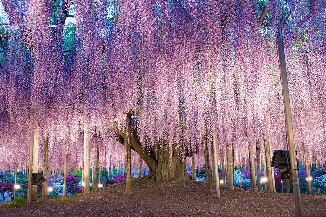 144 Year Old Wisteria in Ashikaga Flower Park Japan (11 Most Amazing Trees to Put On Your Bucket List)