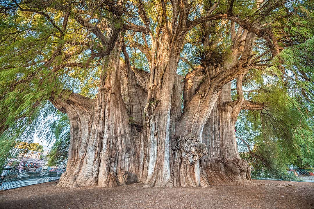 El Tule Tree (11 Most Amazing Trees to Put On Your Bucket List)