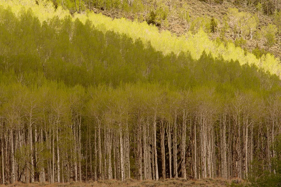 pando tree utah + 11 most beautiful trees in the world to add to your travel bucket list