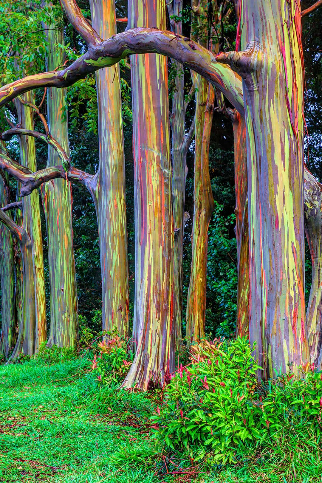 rainbow eucalyptus trees hawaii