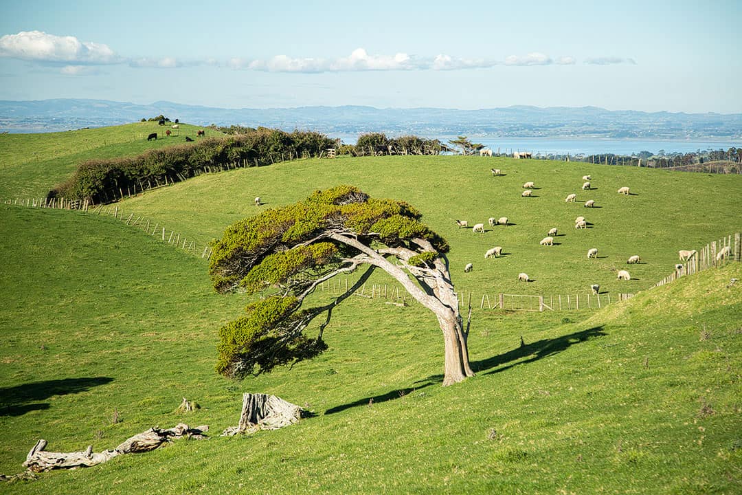 Wind Swept Trees in Slope Point New Zealand (11 Fascinating and Unique Trees to Put On Your Bucket List)