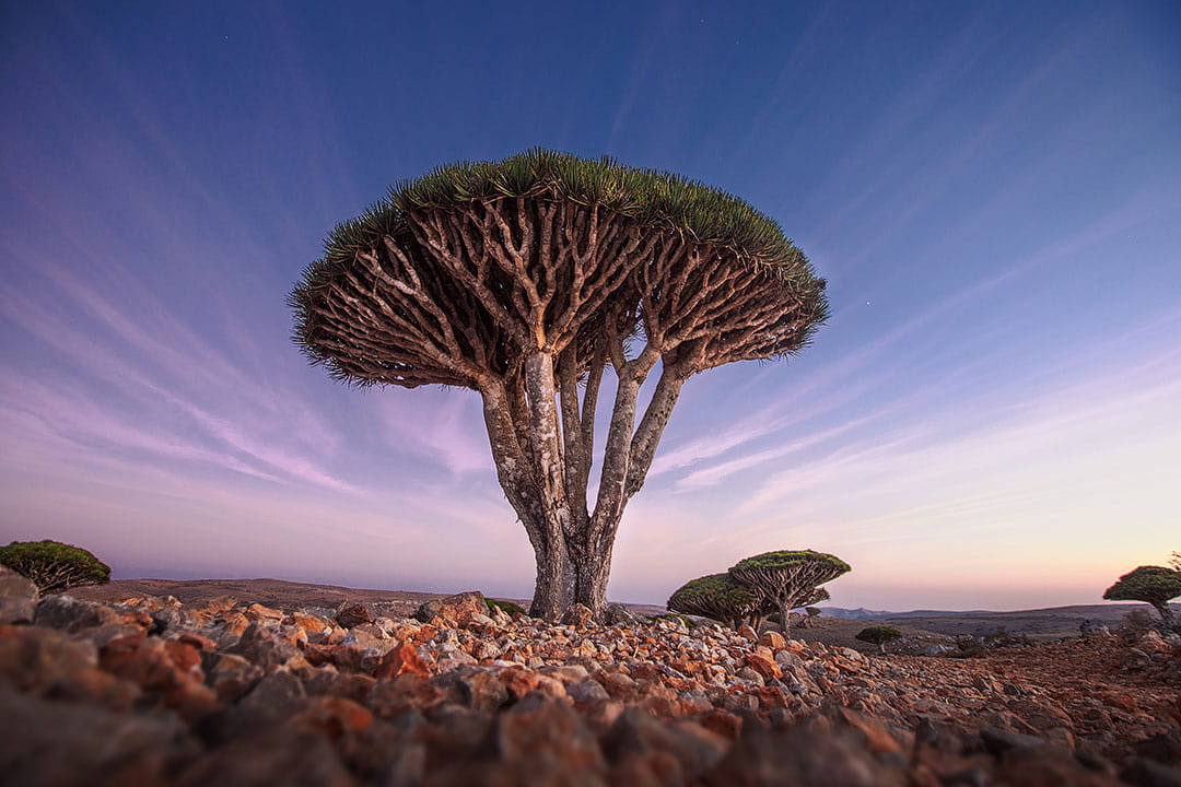 Socotra Dragon Blood Tree + 11 Fascinating and Unique Trees to Put On Your Bucket List