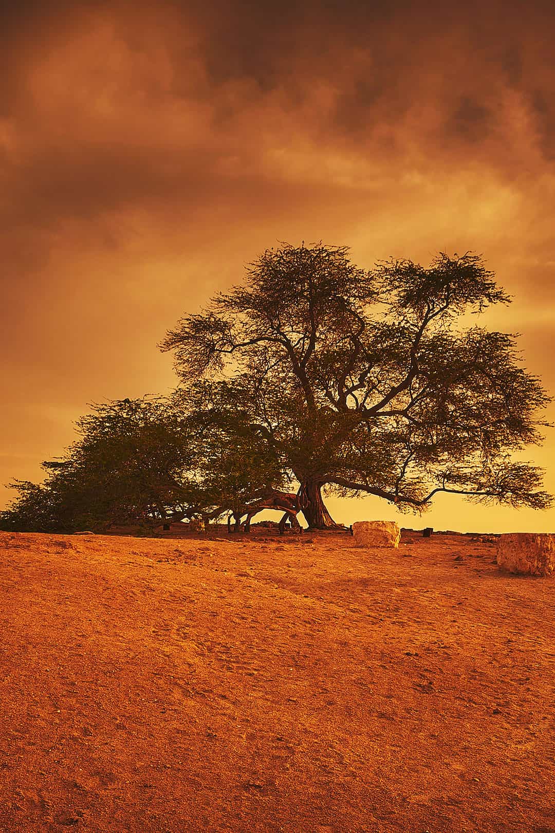 The Tree of Life in Bahrain + 11 Fascinating and Unique Trees to Put On Your Bucket List